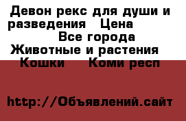 Девон рекс для души и разведения › Цена ­ 20 000 - Все города Животные и растения » Кошки   . Коми респ.
